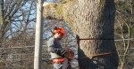 Tree Removal